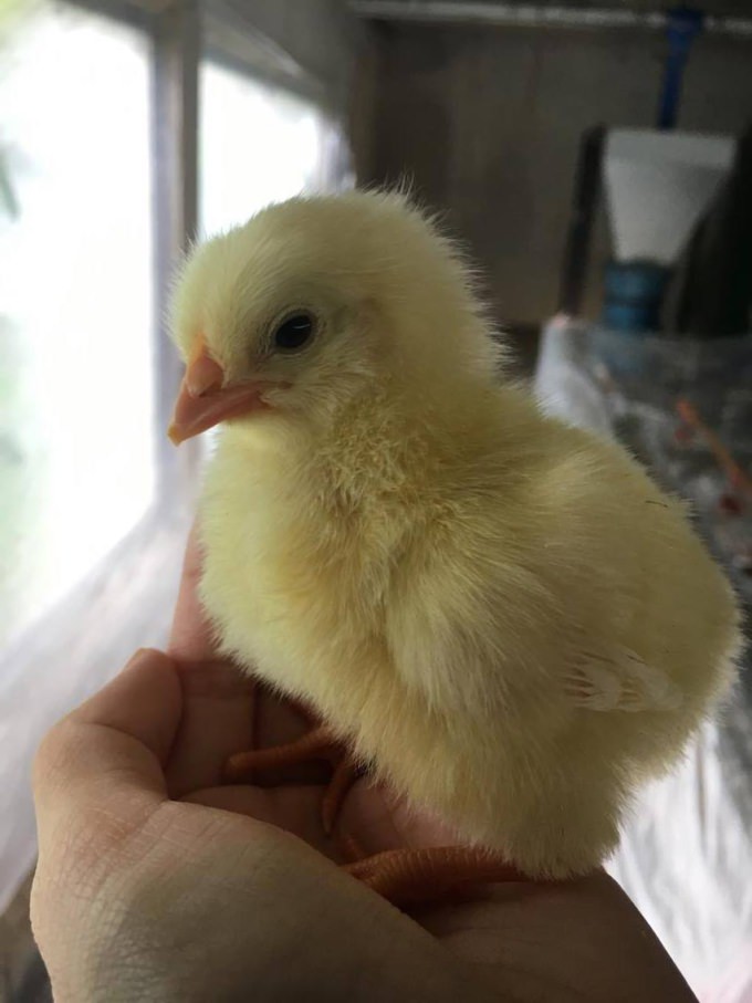 本日 カワイイひよこ入りました こだわりたまご通販 いとう養鶏場